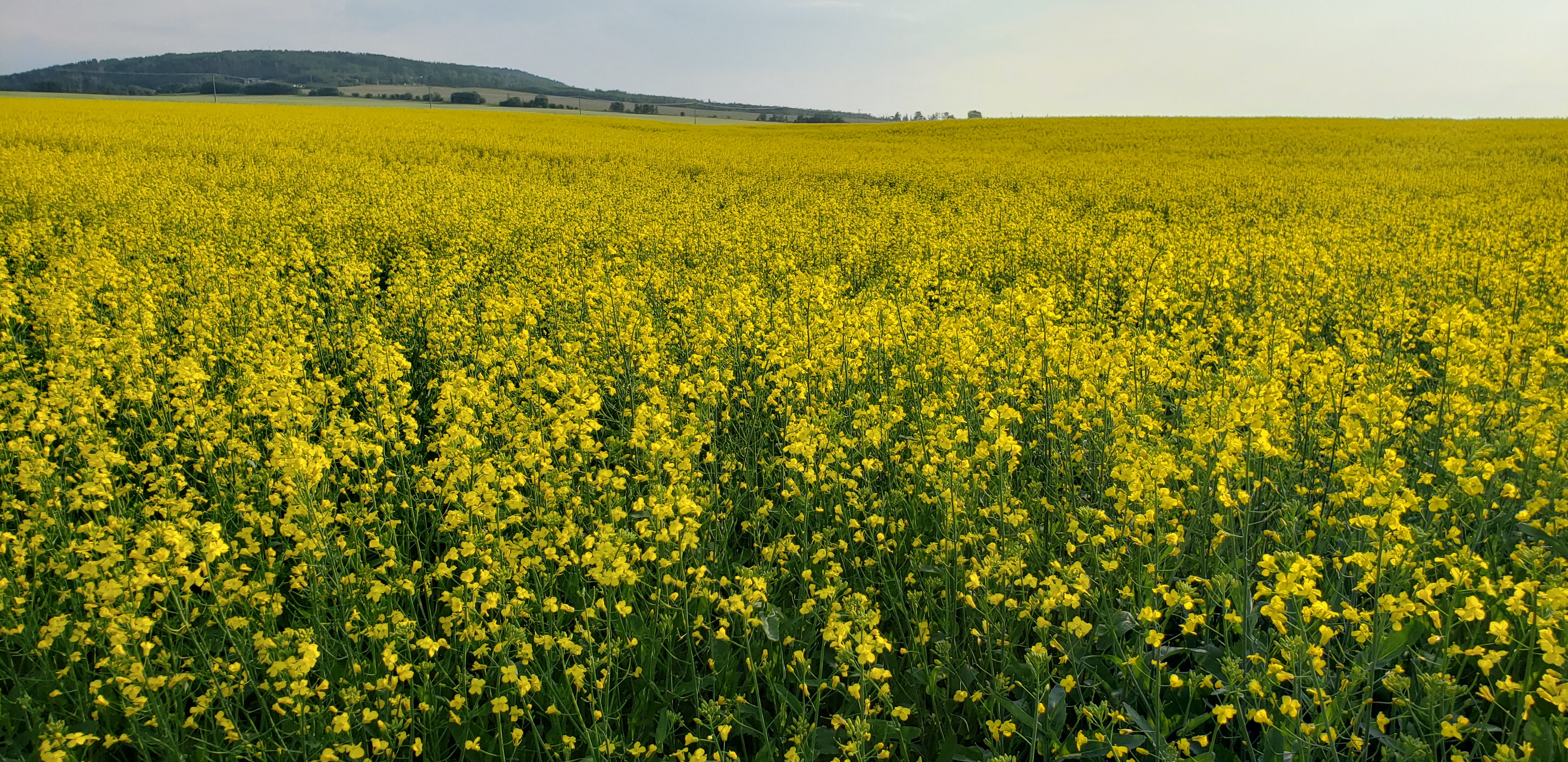 Canola field, northeastern BC